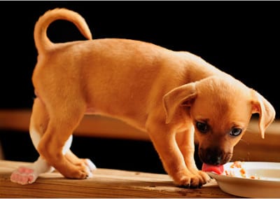 A Five Legged Dog?  RC Sproul on Marriage