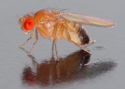 Can You Design a Better Fruit Fly?