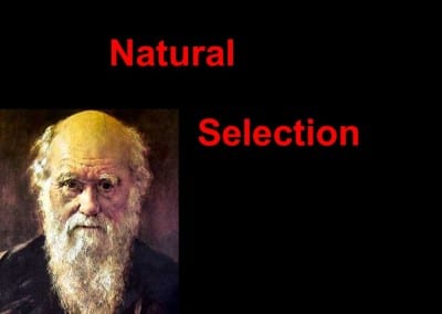 What is the Nightmare Scenario for Darwinism?